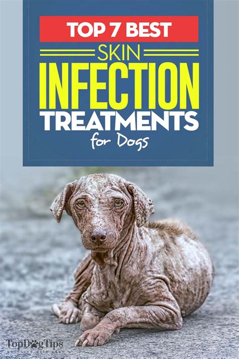 Top 7 Best Dog Skin Infection Treatment Brands in 2018 (OTC)