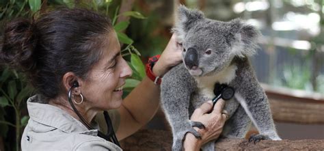 Lone Pine Koala Sanctuary | Discover Brisbane’s Koala Sanctuary ...