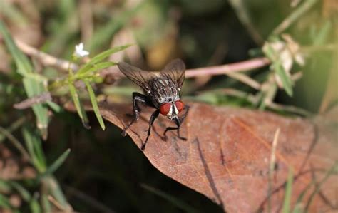 Flesh Fly Identification And Control Guide