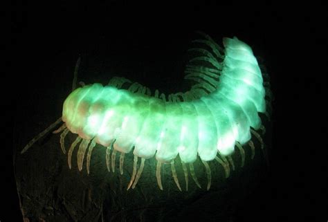 8 Brilliant Bioluminescent Animals