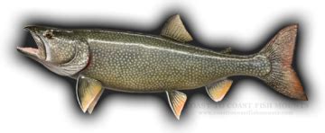 Lake Trout Fish Mounts & Replicas by Coast-to-Coast Fish Mounts