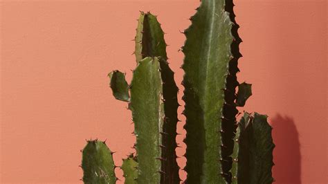 Cactus Desktop Wallpapers - Top Free Cactus Desktop Backgrounds ...