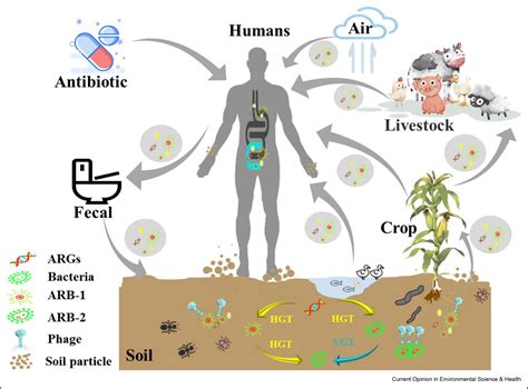 Antibiotic resistance in the soil ecosystem: A One Health perspective ...