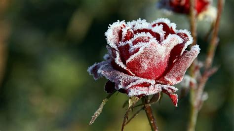 Winter Flower Wallpapers - Wallpaper Cave