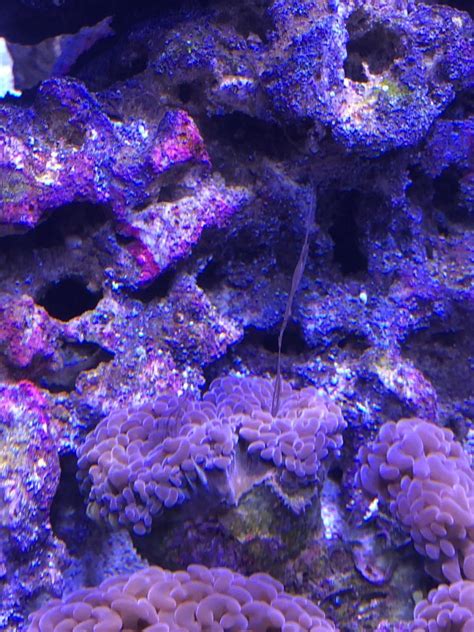 Hammer coral | REEF2REEF Saltwater and Reef Aquarium Forum