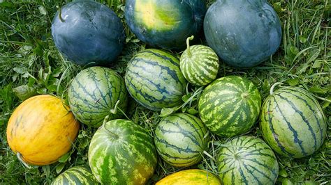 22+ Seedless Watermelon Plants | HadeeGwyneth