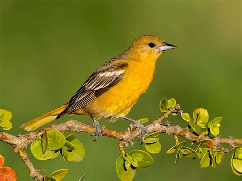 Baltimore Oriole Migration: A Complete Guide | Birdfact