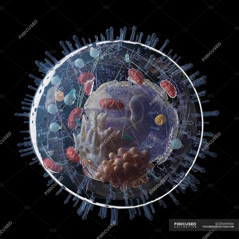 Medical illustration of human cell structure on black background ...