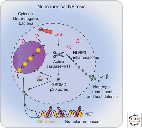 Neutrophil Extracellular Traps in Host Defense