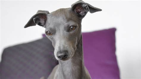 Italian Greyhound Colors: An Overview with the Cutest Photos