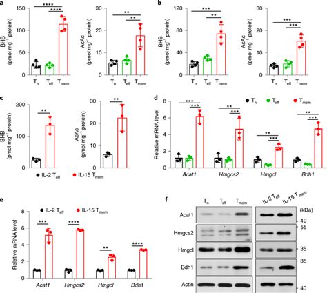 CD8⁺ Tmem cells display an active ketogenesis a,b, The levels of BHB ...