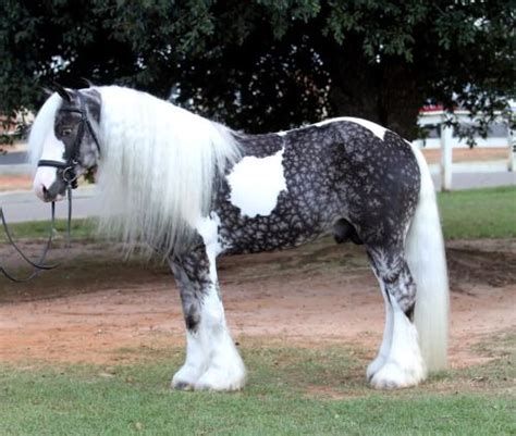 Queen Zod | Rare horses, Rare horse breeds, Beautiful horses