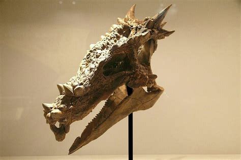 Dracorex