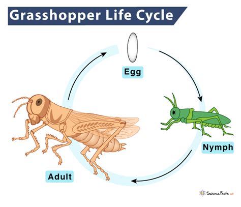 Grasshopper Life Cycle - Stages and Diagram