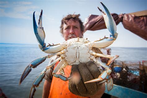 Harvesting From Home: How Soft-Shell Crab Became an Alabama Delicacy ...