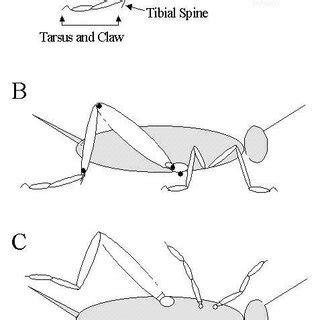 Cricket configuration. A) Leg segments. B) Side view. C) Ventral view ...