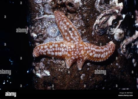 Starfish regeneration arms hi-res stock photography and images - Alamy