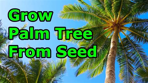 How to Grow Palm Trees from Seeds - THE SIMPLE AND EASY WAY - YouTube