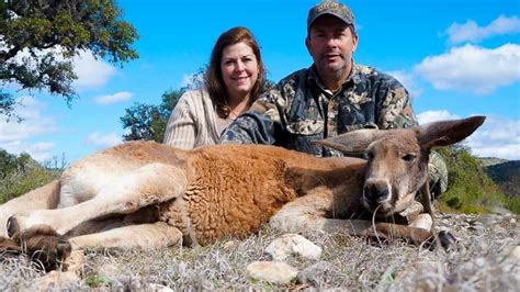 Kangaroo hunting: Americans paying to kill kangaroos outrages ...