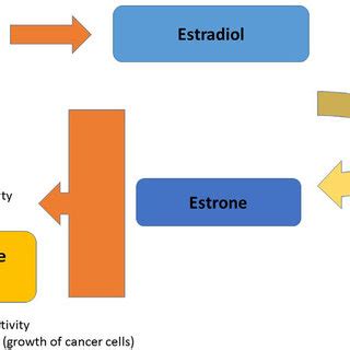 | Metabolism of lignans in flaxseeds. | Download Scientific Diagram