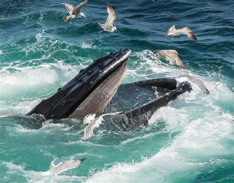 Hungry humpback whale. Open mouth feeding on sand-lance. | Whale ...