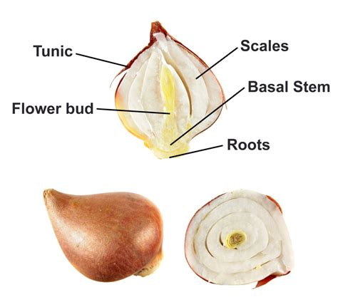 What Exactly Is A Flower Bulb, And How Does It Differ From A Flower ...