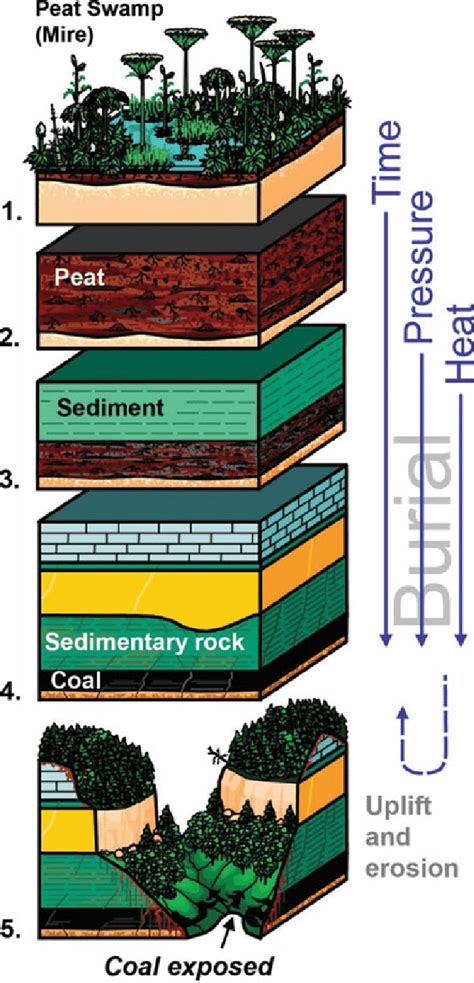 Top 85+ imagen how fossil fuels are formed - Abzlocal.mx