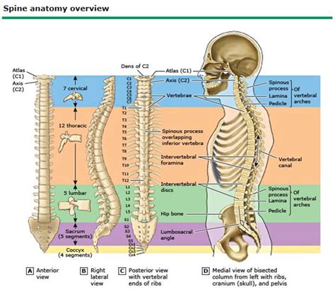 Spinal Anatomy & Images Mount Sinai West Spine Care NYC