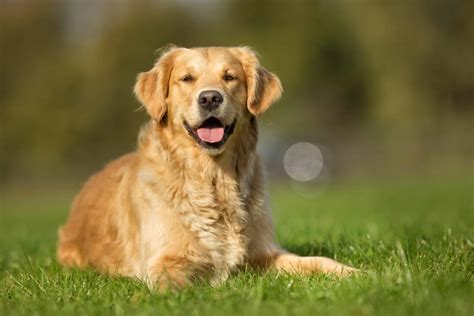 Golden Retriever Dog | Pet Dog Owner