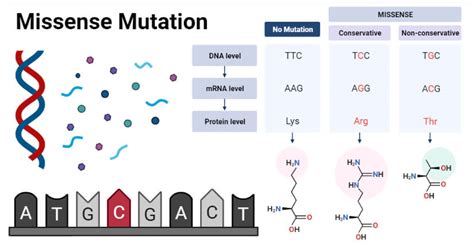 Missense Mutation- Definition, Causes, Mechanism, Types, Examples