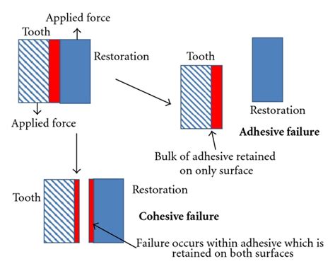 Adhesion and Cohesion (PDF Download Available)