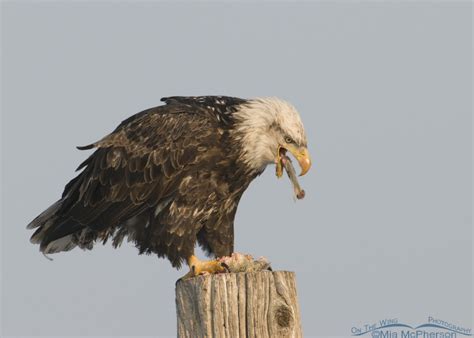 Bald Eagle eating a fish | On The Wing Photography