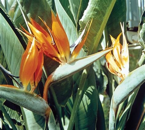 Bird-of-paradise flower | Description & Facts | Britannica