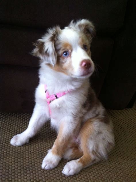 Red Merle Blue Merle Full Grown Mini Australian Shepherd