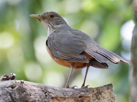 Rufous-bellied Thrush - eBird