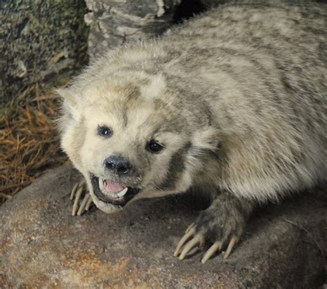 The Carpetbagger: Mammoth Cave Wildlife Museum