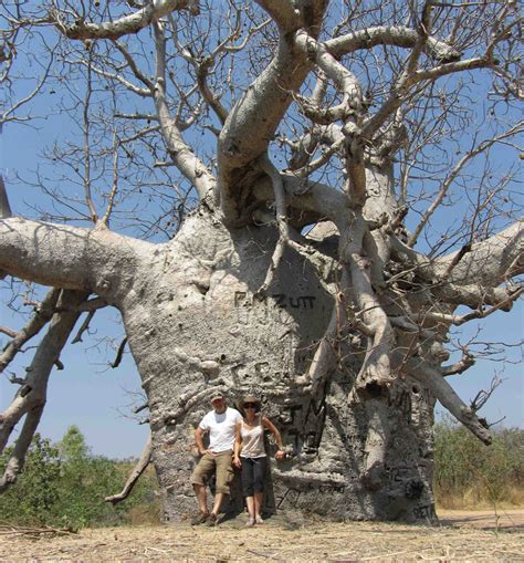 9 Fascinating baobab tree facts - Africa Geographic