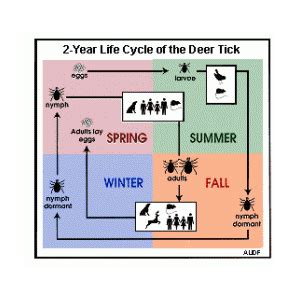 The Deer Tick Life Cycle - Nature's Way Pest Control