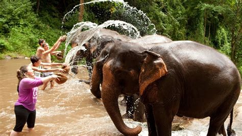 Dónde bañar elefantes en Tailandia, precio y tres lugares