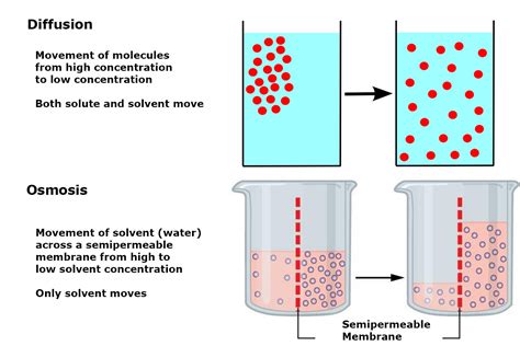 Osmosis vs Diffusion - Definition and Examples