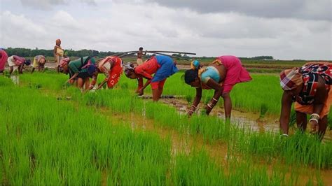 Back to the future for India's rice farmers | GreenStories