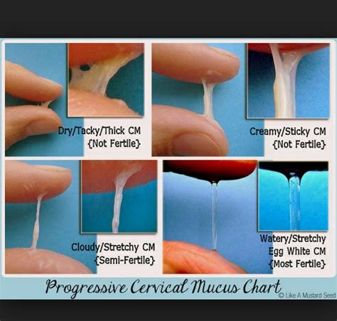 Fertile Cervical Mucus Ovulation And Cervical Mucus | The Best Porn Website