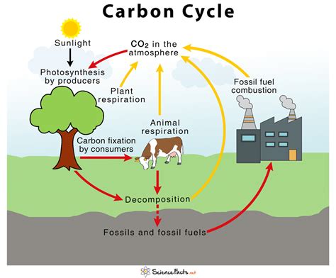 The Carbon Cycle Worksheet – E Street Light