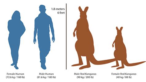 Wallabies Vs Kangaroos : Kangaroo Characteristics Habitat Diet Facts ...