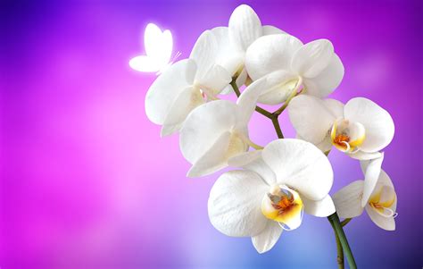 Orchid flowers Wallpaper 4K, White Orchids, Pink background