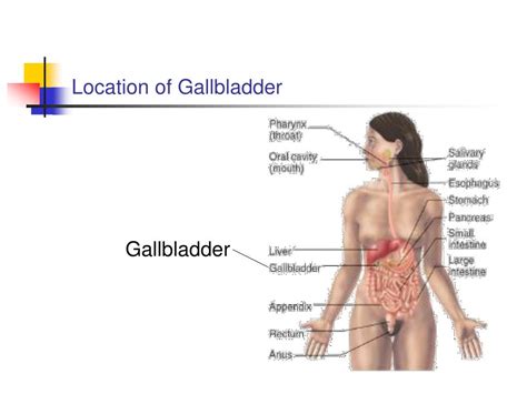 PPT - THE GALLBLADDER PowerPoint Presentation, free download - ID:216330