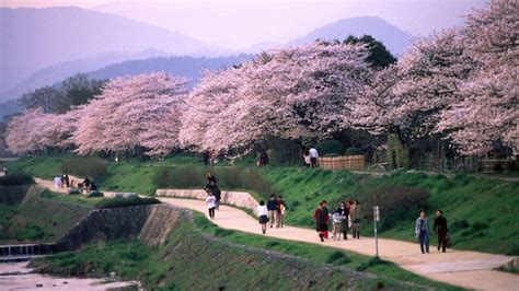 Sakura season in Kyoto - BBC Travel