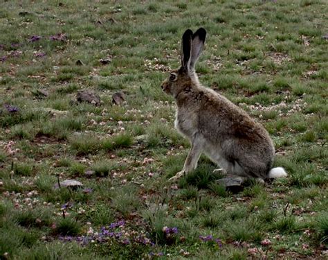 Sierra Nevada Wildlife : Photo Albums : SummitPost