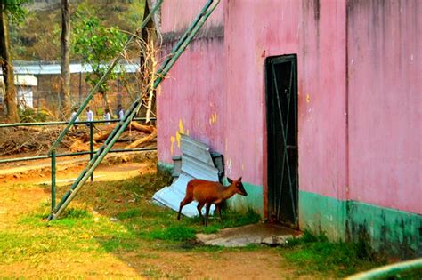 Assam State Zoo (Guwahati) - 2020 What to Know Before You Go (with ...