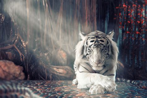 White Tiger Dreamy, HD Animals, 4k Wallpapers, Images, Backgrounds ...